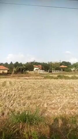 The video shows a view of a rural landscape with a dry rice field in the foreground. In the background, there are houses with red-tiled roofs surrounded by trees. The sky is clear with a few scattered clouds. The camera pans from left to right, revealing a paved road with some vehicles and people on it. There are also power lines visible in the sky. The overall impression is of a sunny day in a peaceful countryside setting.