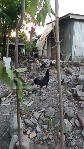 The video shows an outdoor scene with a black rooster and two chicks in the foreground. The ground is covered with rocks and debris. In the background, there is a corrugated metal building with a tin roof and some vegetation. The lighting suggests it is either early morning or late afternoon. There are no people visible in the video.