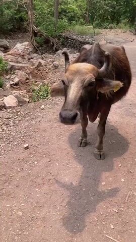 A brown buffalo stands on a dirt path in a wooded area. The buffalo has horns and is facing the camera. The background is filled with trees. The video is taken from a low angle, looking up at the buffalo. The buffalo shifts its weight and moves its head.