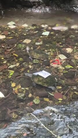 The video shows a shallow, rocky stream with two turtles. One turtle is closer to the camera and has a folded piece of paper with the number "5" on it resting on its shell. The other turtle is further away and slightly behind the first. The stream bed is covered in rocks, pebbles, and fallen leaves. There are also various pieces of white and colored paper scattered throughout the water and on the stream bed. The water is clear enough to see the bottom. The surrounding environment is rocky and appears to be natural.