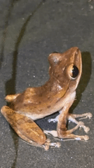 Close-up series of a small frog on Ko Samui