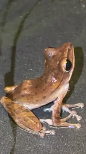 Close-up series of a small frog on Ko Samui