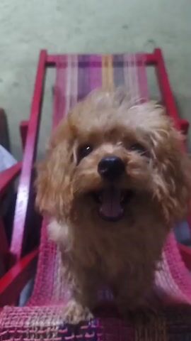 A small, light brown poodle puppy is sitting on a red chair with a woven seat. The puppy is facing the camera, panting with its mouth open. Its fur is fluffy and slightly messy. The chair has red wooden armrests and legs. The background is a plain wall.