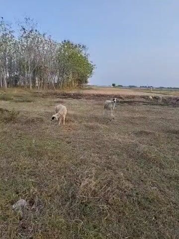 The video shows a rural scene with several sheep grazing in a dry, grassy field. In the foreground, two sheep are visible, one grazing and the other standing and looking towards the camera. Further in the background, a small black and white dog is seen running through the field. In the far distance, several more sheep and a group of people are gathered near some trees and structures. The sky is clear and blue, indicating daytime. The overall environment appears to be an open pasture with sparse vegetation.