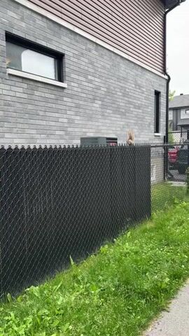A squirrel is on top of a black chain-link fence. The squirrel is facing to the right and then turns to look back at the camera. The squirrel then hops down the fence. The background is a brick building with a window and an air conditioner unit. There is green grass in the foreground.