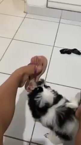 A person in pink flip-flops stands on white tile flooring, interacting with a small, fluffy black and white dog. The dog is playfully biting at the person's flip-flop. The person shifts their foot and the dog continues to nip at the footwear.  A black item, possibly a sock or mask, sits on the tile in the background.
