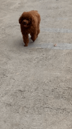 Small dogs hang out and get petted at a Da Lat spot
