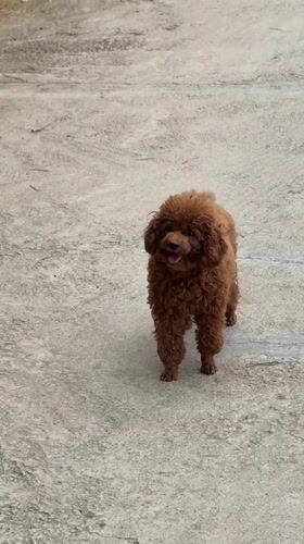 Small dogs hang out and get petted at a Da Lat spot