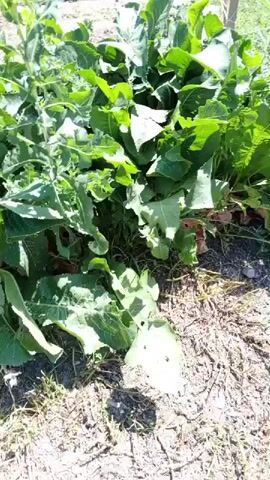 The video shows a close-up view of a patch of horseradish plants with large, green leaves. The plants are growing in the ground, which appears to be a garden or yard, with some dry grass and dirt visible. The lighting suggests it is daytime. In the background, a white string or netting fence is visible, and a person wearing a green shirt is partially visible behind it. The camera pans slightly, focusing on the lush greenery of the horseradish plants.