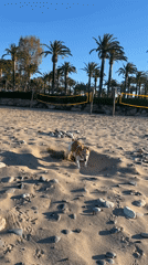 Dog digs in sand at Spanish beach on sunny morning