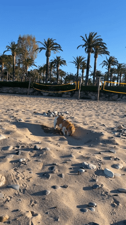 Dog digs in sand at Spanish beach on sunny morning