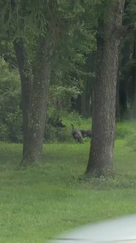 A wild turkey walks across a grassy clearing between two trees. The turkey has dark feathers with some lighter accents and is walking to the right. Behind the turkey, another dark object, possibly another turkey, is partially visible. The scene is set in a wooded area with green grass and trees. The lighting suggests it is daytime, possibly overcast. The video is short and does not show any human interaction.