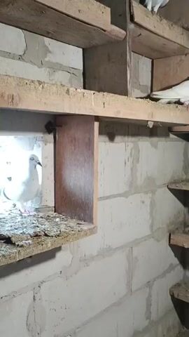 This is a video of two pigeons in a dovecote. One pigeon, a white fantail, is on the left, and the other, a blue bar pigeon, is on the right. Both are standing on a wooden perch inside a wall made of cinder blocks. The dovecote has wooden shelves above the birds. The birds appear calm. The video is well-lit, suggesting it was filmed during the day. The setting appears to be an indoor structure, likely a rural building. No text is visible in the video.
