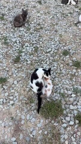 This media file depicts a scene with three cats on a gravelly surface dotted with dry grass and small green plants. The setting appears to be outdoors, possibly in a rural or undeveloped area, given the terrain. The lighting suggests it is daytime, though the exact time is unclear.

The primary subjects are two adult cats and at least one kitten. In the center of the frame, a black and white piebald cat is interacting with a smaller calico kitten. The kitten is nestled close to the larger cat, possibly nursing or seeking comfort, and its expression is not clearly visible. The black and white cat has its head lowered towards the kitten. Further in the background, a darker, possibly gray or tortoiseshell cat is seated, looking away from the other two. Its posture is relaxed.

The activity appears to be a moment of maternal care or interaction between the adult cat and kitten, while the third cat observes or rests nearby. There are no visible signs of distress or aggressive behavior among the animals. The overall impression is one of quiet, everyday animal life. No text is visible in the media file. The location context provided is Malyi Mayak, Ukraine, which aligns with the rustic, outdoor setting.