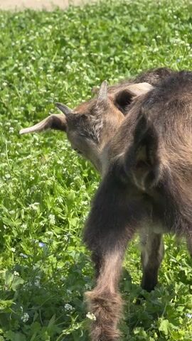 In the video, there are two small goats in a field. The goat closest to the camera is white, while the other is brown. The white goat scratches its neck with its hind leg and then scratches its head. The field has grass, small white flowers, and some blue flowers. The video is shot from a close-up perspective and is fairly stable. The light suggests it's a sunny day.