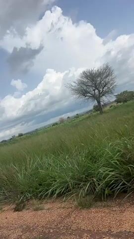 The video shows a grassy field with a dirt road in the foreground. The grass is tall and green, and it appears to be swaying in the wind. In the background, there are some trees and hills. The sky is blue with some white clouds. The video is shot from a low angle, looking across the field. There are no people or animals visible in the video. The overall scene is one of a peaceful, rural landscape.