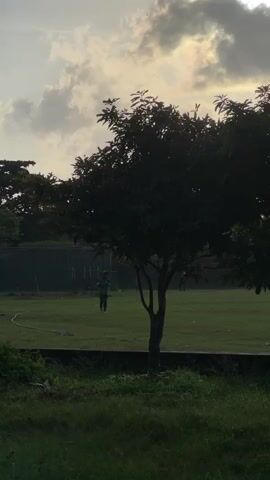 A shot of a tree in the middle of a grassy field. The sun is setting, and the sky is cloudy. There are a few people in the distance, but they are too far away to be identified. The tree is dark green, and its leaves are silhouetted against the sky.