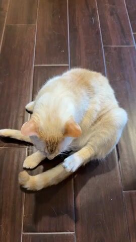 This media file shows a close-up, high-angle shot of an orange and white cat grooming itself on a dark wood floor. The cat is curled up on its side, with its head tucked down and its legs extended. It appears to be licking its paw. The lighting suggests it is daytime, likely indoors, with no external windows or weather visible. The setting is simple, focusing entirely on the cat and its grooming behavior. The cat's fur is a mixture of light orange and white, with faint tabby stripes visible on its head and back. Its ears are pointed upwards, and its tail is curved around its body. The overall impression is one of domestic tranquility and the natural behavior of a pet. There is no visible text in the media file.
