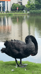 Black swans spotted at Jiangjin lake preening and swimming