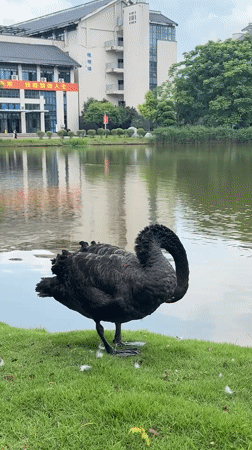 Black swans spotted at Jiangjin lake preening and swimming