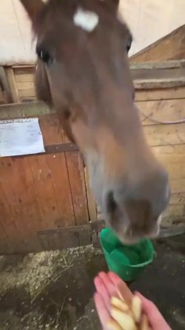 A close-up shot shows a brown horse with a white marking on its forehead reaching its head out of a stable to eat pieces of food from a person's hand. The horse is wearing a bridle. The stable appears to be made of wood, with straw on the ground. A green bucket is visible next to the person's hand.