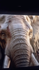 TV program featuring injured elephants filmed in Nkpor