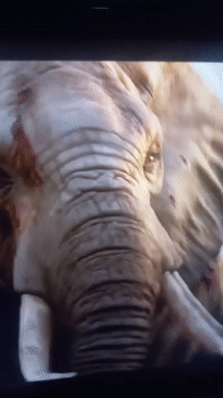 TV program featuring injured elephants filmed in Nkpor