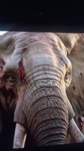TV program featuring injured elephants filmed in Nkpor