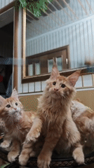Ginger kittens play, wrestle, and nap around a Abakan home