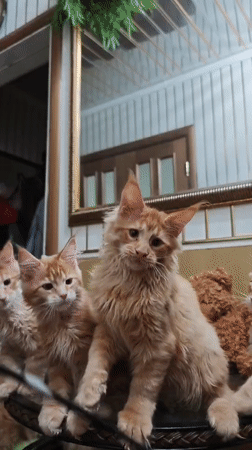 Ginger kittens play, wrestle, and nap around a Abakan home
