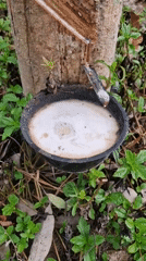 Rubber tapping operations documented on Ko Samui island