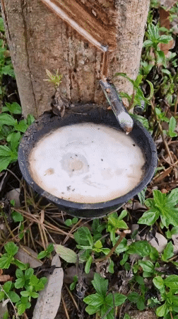 Rubber tapping operations documented on Ko Samui island