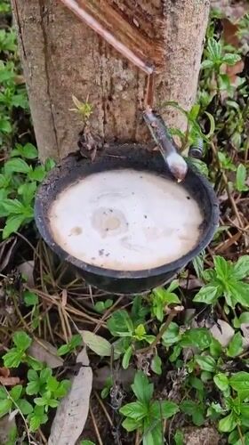 Rubber tapping operations documented on Ko Samui island