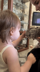 Scottish Fold cat meets a curious kid at a Russian home