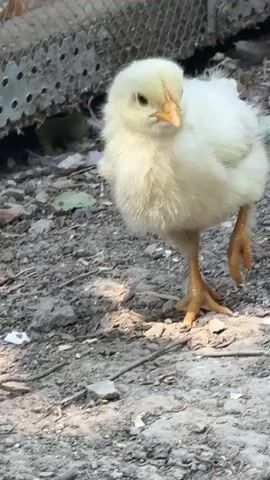 A yellow chick stands on the ground and looks to the right. The chick then turns and walks away. A chicken then appears and interacts with the chick. The video ends showing the chicken and the chick on the ground.