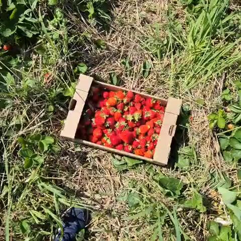 A close-up shot of a cardboard box full of ripe strawberries rests on dry grass and some green leaves. The camera zooms in on the box of strawberries. The strawberries are a bright red color, with some exhibiting a lighter orange hue. The box is filled to the brim with the fruit, with many of them overlapping. Some of the strawberries have green tops still attached. The scene appears to be outdoors, possibly in a field or garden, under natural sunlight.