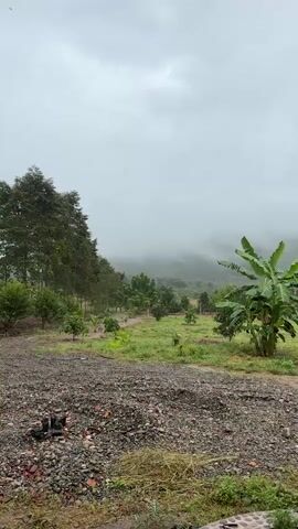 This video captures a rural landscape under a cloudy sky. The foreground is dominated by a pile of gravel and rubble, with some dry grass and plant debris. A pathway of gravel leads into a green, grassy field dotted with young trees and a prominent banana tree on the right. In the background, a line of taller trees forms a boundary on the left, and further back, rolling hills are partially obscured by mist or fog. The overall atmosphere is serene and slightly overcast. There are no people or specific actions depicted.