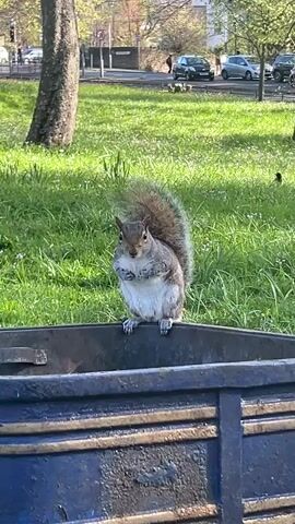 A grey squirrel is prominently featured in the foreground of this outdoor image, perched on the edge of a dark, possibly black or navy blue, metal bin or planter. The squirrel is facing left, holding something small in its front paws as if eating. It has light grey fur with a white belly and a bushy tail.

Behind the squirrel, a vibrant green grassy area stretches into the background. A large tree trunk is visible on the left side of the frame. Further in the background, a road with several parked and moving cars can be seen, suggesting an urban or suburban park setting. Some indistinct figures, possibly people, are also visible in the distance along the road. The sunlight is bright, casting shadows and indicating it is daytime, likely a clear and sunny day. The overall scene suggests a typical park environment within a city. No visible text is present in the image. Given the provided context, the location is Bradford, United Kingdom.