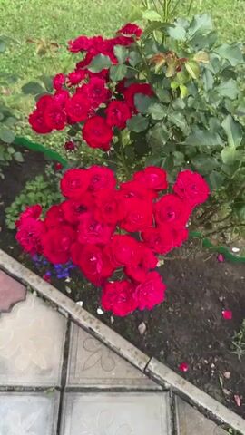 A close-up, high-angle shot showcases a cluster of vibrant red roses in full bloom. The roses are densely packed, with many individual blossoms and their petals clearly visible. They are situated on a bush with green foliage. To the left and bottom of the frame, a paved walkway made of square, patterned tiles is visible. The background consists of green grass and dark soil. The overall scene is outdoors, suggesting a garden or park setting. There are no people or animals present. The lighting appears to be natural daylight.