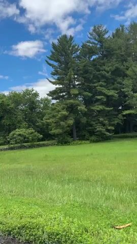 This video captures a panoramic view of a scenic rural landscape on a bright, sunny day with a clear blue sky dotted with white clouds. The foreground is dominated by lush green grass, with some patches of lower-lying green foliage. In the middle ground, a stone wall runs horizontally across the frame, separating the grassy field from a dense line of trees. Towering pine trees are prominent on the right side of the frame, with their dark green needles contrasting against the lighter green deciduous trees behind them. In the distance, beyond the trees, a large, open green field is visible, with a line of dark-colored vehicles parked along its edge. The camera appears to be moving, possibly from a vehicle, offering a dynamic perspective of the environment. There are no people or animals clearly visible in the video. The overall impression is one of natural beauty and tranquility.