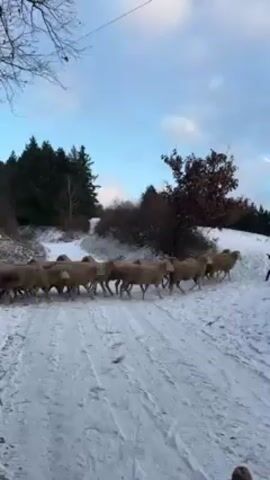 A flock of sheep is walking on a snow-covered road. The sheep are mostly brown or beige. The road is bordered by snow-covered land with sparse bushes and trees. The sky is light blue.