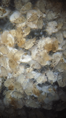 Microscopic organisms filmed clustering together in Ribeira Grande, Portugal