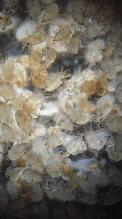 Microscopic organisms filmed clustering together in Ribeira Grande, Portugal
