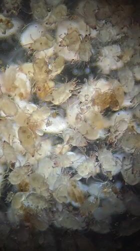 Microscopic organisms filmed clustering together in Ribeira Grande, Portugal