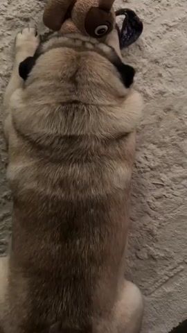 A top-down view of a pug lying on a textured rug. The pug is facing away from the camera, with its head near a stuffed toy dog. The pug's fur is light brown and tan, with black markings around its ears. The stuffed toy is brown and has large, round eyes. The pug's paws are visible, and it appears to be resting.