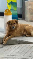 Dog rests on concrete in Koh Phangan, Thailand