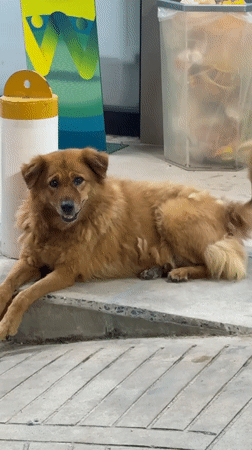 Dog rests on concrete in Koh Phangan, Thailand