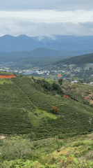 Tea plantations and wind farms observed in Vietnam highlands