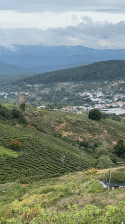 Tea plantations and wind farms observed in Vietnam highlands