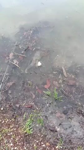 The video presents a close-up view of the murky, greenish-brown water at the edge of a body of water, likely a pond or lake. A large, light-colored fish, possibly a carp, is prominently visible in the shallow water, partially submerged among dead leaves, twigs, and some sparse green aquatic plants.

A fishing rod with its line extending into the water is visible on the left side of the frame, positioned near the fish. The fish is mostly stationary but can be seen making slight movements, possibly foraging or feeding. The bank consists of dirt and gravel with some patches of green grass. The lighting is diffused, suggesting an overcast day. No people or text are visible in the clip. The scene captures a moment of a fish at the water's edge, potentially being observed or fished for.